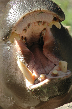 Hippo yawning